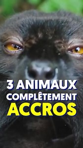 3 animaux complètement accros | Explore Science