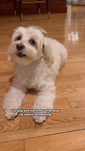 278K views · 8.7K reactions | The ball fell under the stairs and now he’s talking! #dog #puppy #dogmom #doglife #puppylove | LouieMaltipoo2021 | Facebook