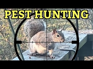 Squirrel Pest Control | FX Leopard .22 PCP ￼| Quiet Hunting with new Moderator ￼