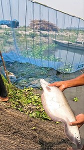 Amazing River Fishing Video By Net #fishing #fish #fishingvideo #riverfishing #village | Local Fishing Videos