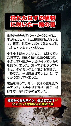 枯らしてしまった観葉植物に奇跡が…妻からの電話で気づいた意味に涙 #感動する話 #不思議な話