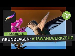 Procreate-Tutorial: Grundlagen zum digitalen Zeichnen auf dem iPad – Auswahlwerkzeug