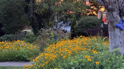 Incarnata Maypop Passiflora Plant is now part of my garden. Purple passionflower is a host plant for the Gulf Fritillary and Zebra butterflies but not sure they will grace us since we are so north and more native to Dee in Florida. I read that each flower only stays open one day. I anticipate each bloom and am on the look out & will cherish each one i get to see & enJOY💜