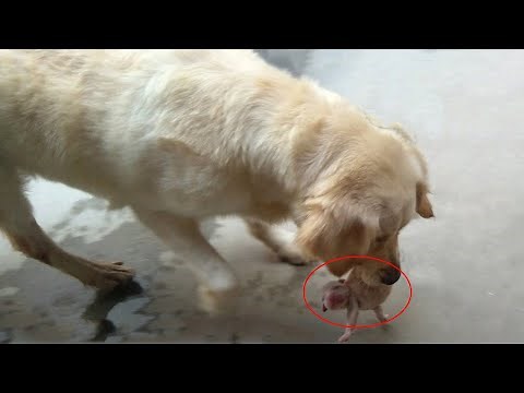 Super Unique! Mother Golden Retriever Carries New Born Puppies