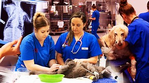 Many pet owners have been through the trauma of having to take their beloved animals to the vet in the dead of the night. For this week's Qweekend cover story, we go behind the scenes at Greencross Vets' Animal Emergency Centre in Brisbane's southeast. Full story: https://bit.ly/3Lz0j3d | Courier Mail