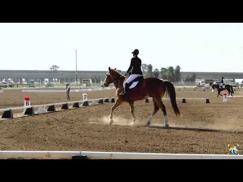 Heidi Negranti (Dallas) - Ram Tap Horse Trials February 2026 - Open Intro - Dressage