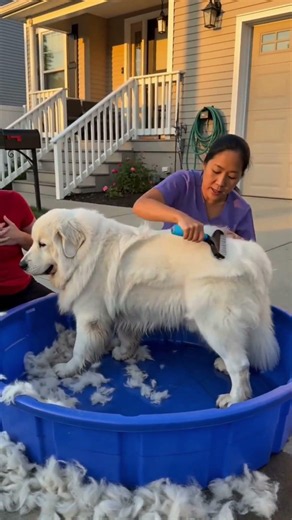 Best Dog Deshedding Tool?