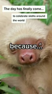 adorable sloth | I Love Sloth