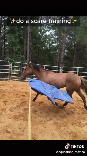 30 things you can do with your horse ✨ do a scare training ✨ #horses #horsesoftiktok #paard #paardenmeisje #horsegirl #pferd #foryou #foryoupage