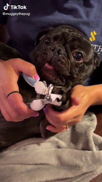 Dramatic Black Pug Nail Trimming Disaster