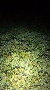 Camouflage Master 😱 #Advocacy #octopus | Tolits Rodriguez