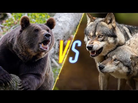 Bear VS Wolves