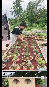 How to raise mini bonsai trees #bonsai86 | Bonsai 86