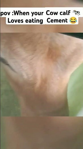 sirra kar oneo ❎cement khaneo ✅😂😂