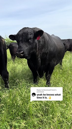 Understanding Bull Breeding Season Timing