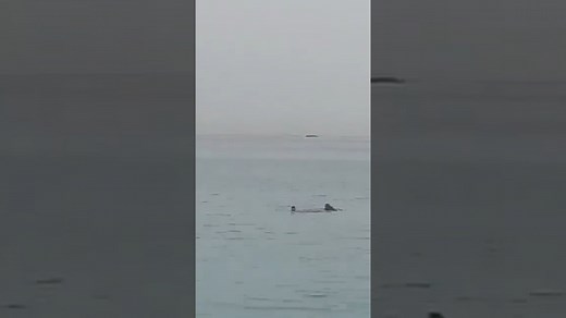 Watch: Disturbing tiger shark attack in Red Sea caught on camera