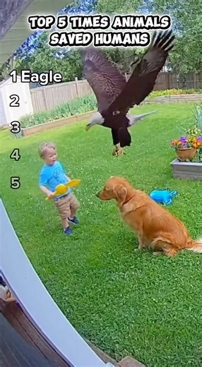 Top 5 Times Animals Saved Humans #rescue #wildlife #animals