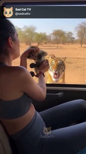 Tiny Monkey Screams Warning as Tiger Approaches… Woman Struggles to Open Window! 😱🐒🐅