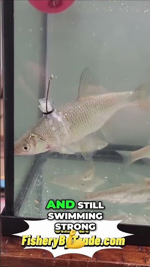 24-Hour Live Shiner #shorts