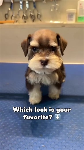 Haircut day is one of my favourite days! It’s hard to believe they are the same puppies after they go from adorable fluff balls to proper schnauzers. Within the family there are mixed opinions as to which is cuter, what do you think? • • • • • • #schnazuer #schnazuerpuppy #schnazuerhairstyle #schnauzerbreeder