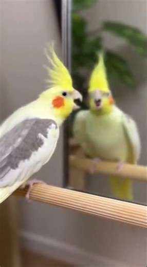 Cockatiel Screams at Own Reflection