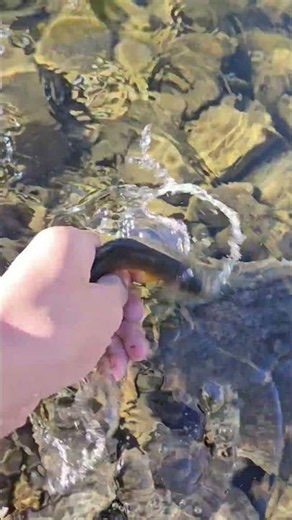 nice little golden trout#fishing #goldentrout #alpinelakes #flyfishing