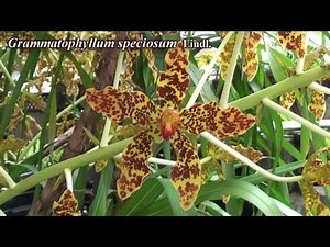 Grammatophyllum speciosum