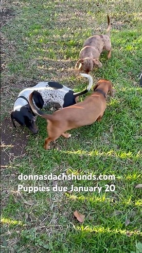 Breeding dachshunds