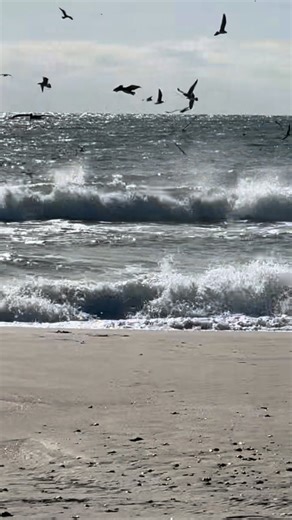 #bluefishblitz | Red Drum Tackle Shop, Inc