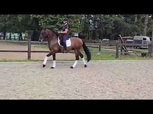 Cheval à vendre - Favorito SB V PRE - equirodi.com