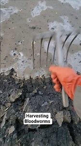 Super ⭐️ saltwater fishing bait BLOODWORMS 🎣 #fishing #shorts