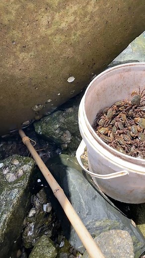 14K views · 51 reactions | #crabfishing #trick #tips #fishingcrab #catchingcrab #crabs | V Share | Facebook