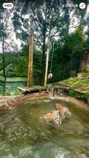 #Sher wala video trending vide #pawan singh song latest20025 shorts