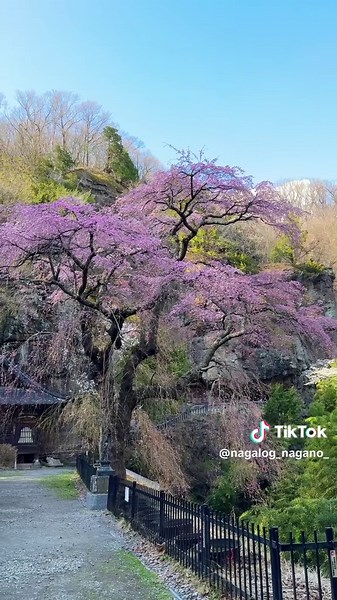 桜と絶景のコラボ！布引観音の春の魅力