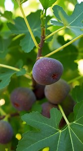 Grow your fig tree at home: a guaranteed method | Garden and home tricks