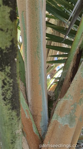 Latania loddigesii - Blue Latan Palm Amazing looking palm with unique seeds. I collected seeds of it; they are available on our website, link in my profile. | Palm Seedlings