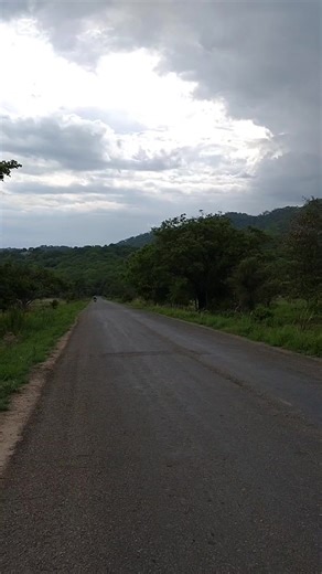 Jeremiah | Cultural & Safari Guide on Instagram: "Hidden beneath the reeds of Kihansi, Tanzania, the rare spray toads breed once again! 🐸🌿 Science and conservation made this possible. #ProtectNature #EndangeredSpecies #KihansiSprayToad #WildlifeConservation #TanzaniaNature #RareSpecies #NatureLovers #ConservationMatters"