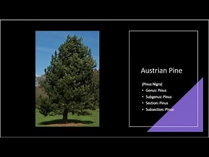 the Austrian Pine