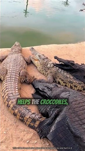 Crocodile costume secret 😨