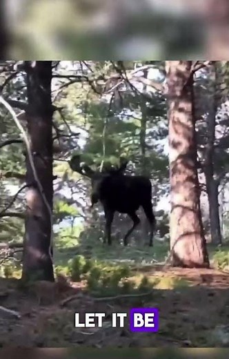 Bull Moose Charges Without Warning