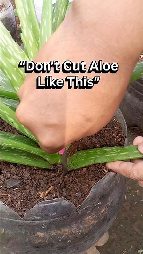 How To Harvest Aloe Vera Properly #gardening