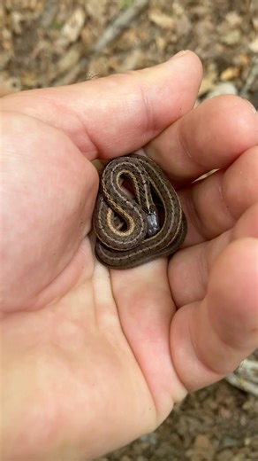 Baby garter snake #nature #animals #wildlife