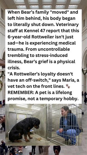 THE SILENT TOLL OF A BROKEN HEART: Bear’s Story 💔