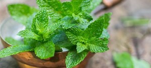 How to Naturally Get Rid of Ghost Ants | DoItYourself.com