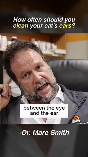 Learn How to Clean Cat Ears Safely | Marc Smith, DVM, MS