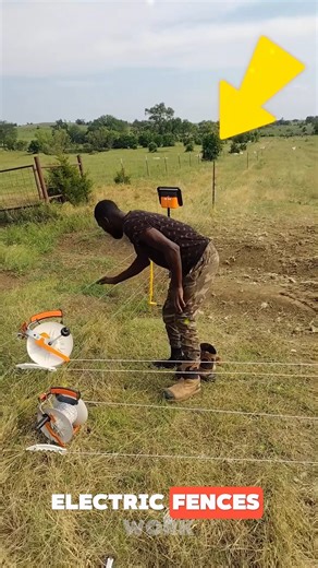 How Electric Fences Work ⚡🛑🔌 An electric fence delivers a high-voltage pulse through a conductive wire. A shock only occurs when a person or animal touches the wire while also making contact with the ground, completing the electrical circuit. Birds remain safe because they are not grounded and do not complete the circuit. This system is widely used in agricultural security, livestock containment, and perimeter safety solutions. Credits : @ reptilechannel / TT @ nemtekelectricfencing5626 / YT @