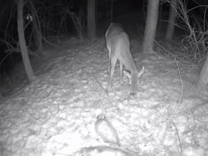 15K views · 92 reactions | Possums vs Deer WOW!! | Pure Instinct Hunting | Facebook