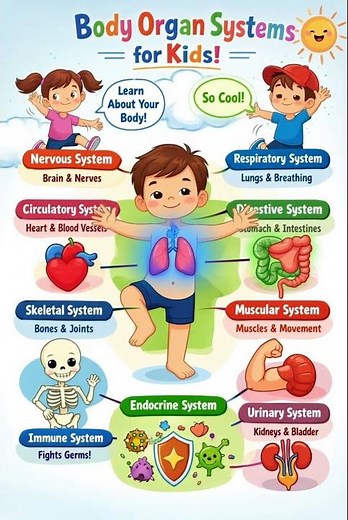 Body Organ Systems for Kids – Learn How Your Body Works!#bodysystems