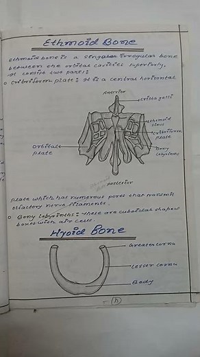 Ethmoid Bone || Skeletal system