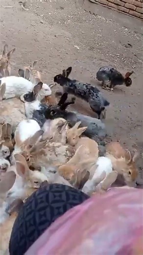 #animals #pets #rabbit #bunny #viral #viralvideo #shorts